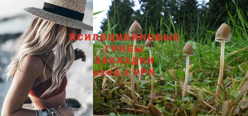 даркнет сайт  Майкоп  Галлюциногенные грибы Magic Shrooms 